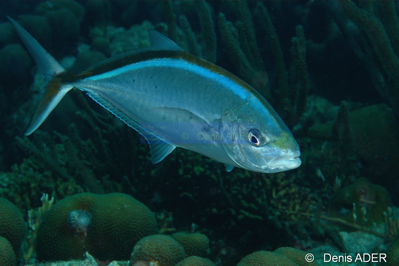 Caranx bartholomaei Carangue jaune-Bonaire Small wall-13m-20180219-Denis-ADER-DSC_6842_tn.jpg